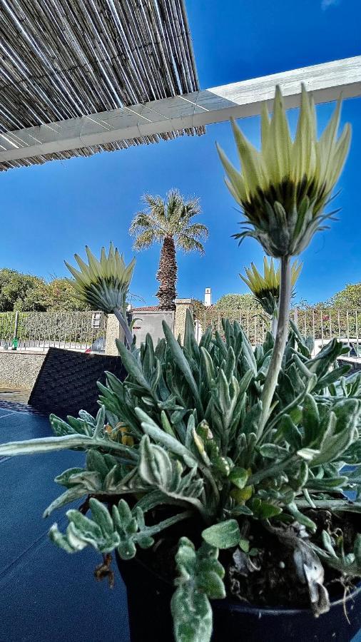 Villa Bouganville Àrbatax Dış mekan fotoğraf